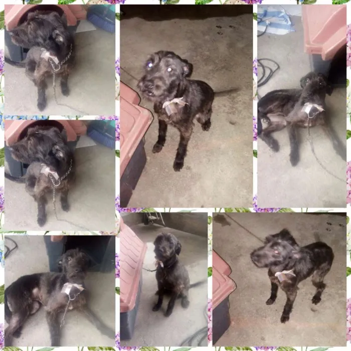 Cachorro ra a Puldo com viralata idade 4 anos nome July