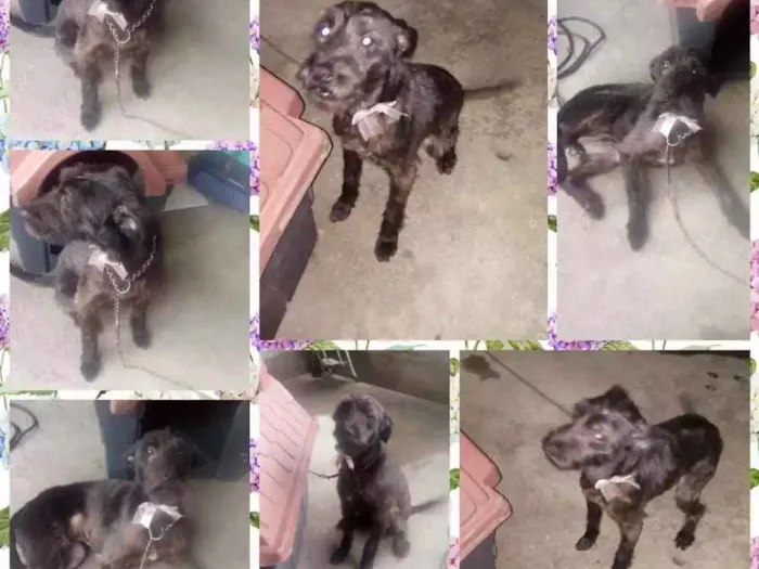 Cachorro ra a Puldo com viralata idade 4 anos nome July