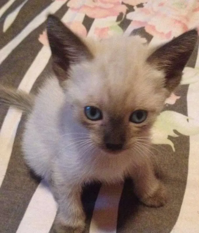 Gato ra a SRD idade Abaixo de 2 meses nome Filhotes