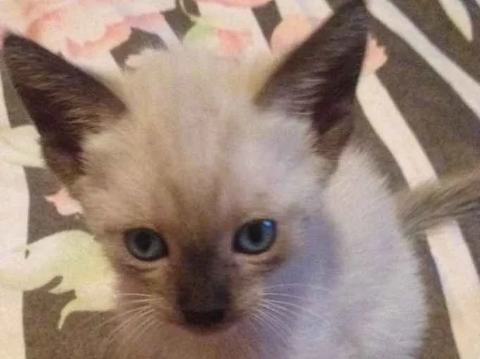 Gato ra a SRD idade Abaixo de 2 meses nome Filhotes