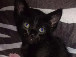 Gato raça SRD idade Abaixo de 2 meses nome Filhotes