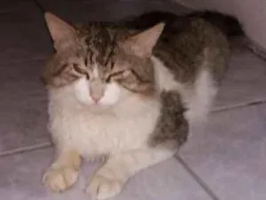 Gato raça SRD idade 3 anos nome Grandão