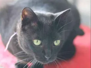 Gato raça  idade 2 anos nome Nina