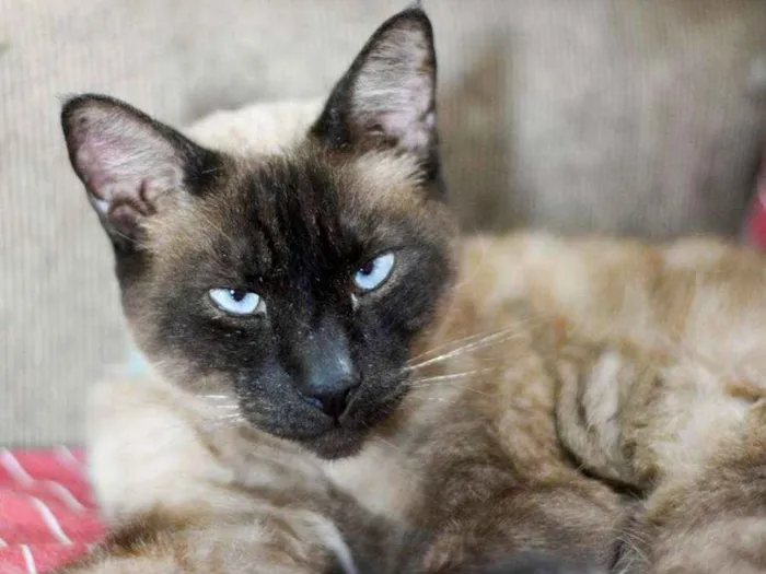 Gato ra a  idade 2 anos nome Beto
