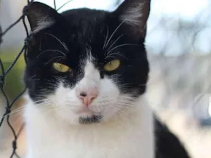 Gato raça  idade 2 anos nome Abel