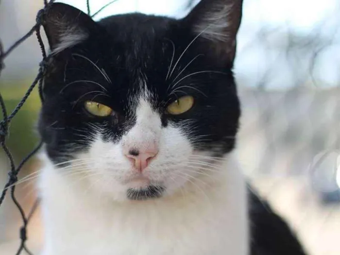 Gato ra a  idade 2 anos nome Abel