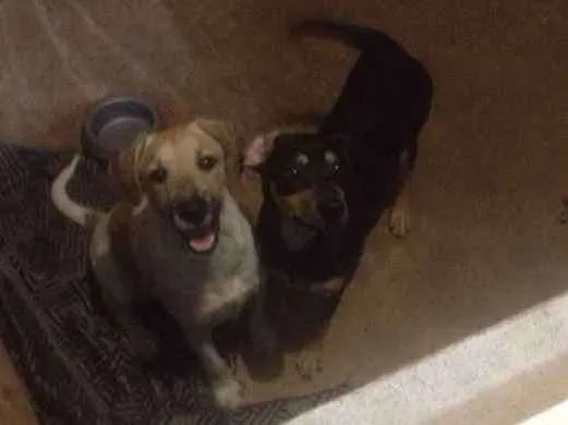 Cachorro ra a Vira latas  idade 2 a 6 meses nome Batman e Logan