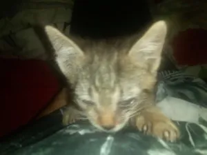 Gato raça Srd idade 2 a 6 meses nome Não tem