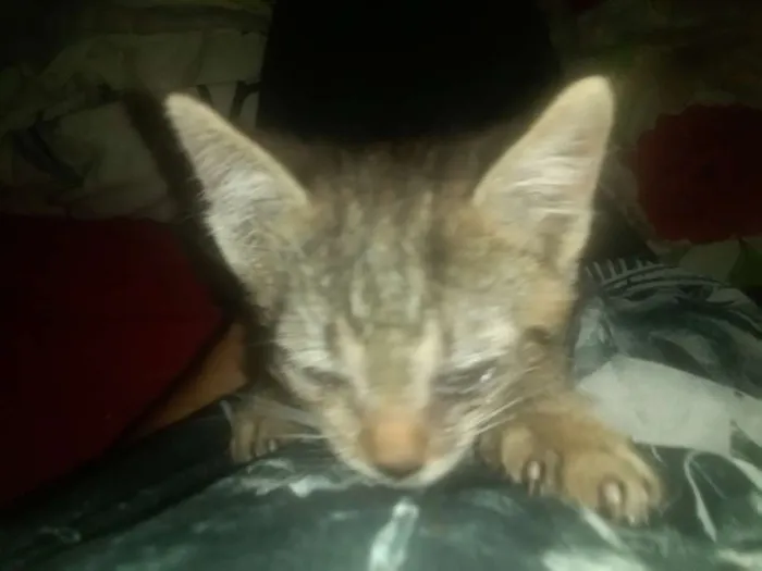 Gato ra a Srd idade 2 a 6 meses nome Não tem