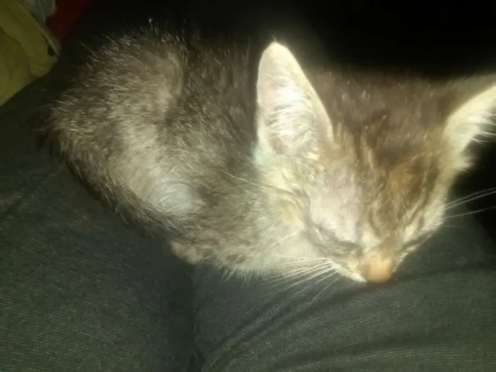 Gato ra a Srd idade 2 a 6 meses nome Não tem