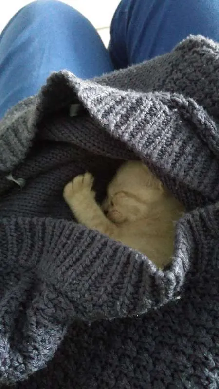 Gato raça srd idade Abaixo de 2 meses nome Tiquinha