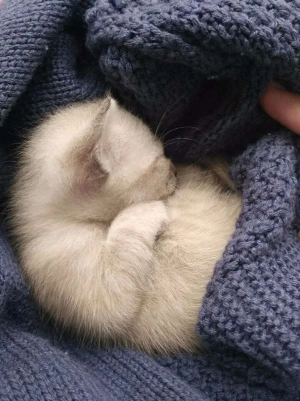Gato raça srd idade Abaixo de 2 meses nome Tiquinha