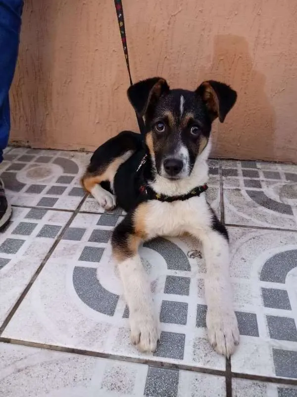 Cachorro ra a srd idade  nome Barack