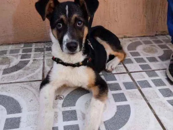 Cachorro ra a srd idade  nome Barack