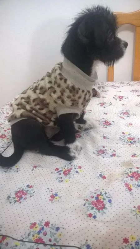 Cachorro ra a rsd idade 2 a 6 meses nome pandora