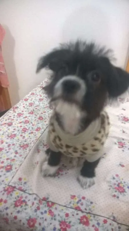 Cachorro ra a rsd idade 2 a 6 meses nome pandora