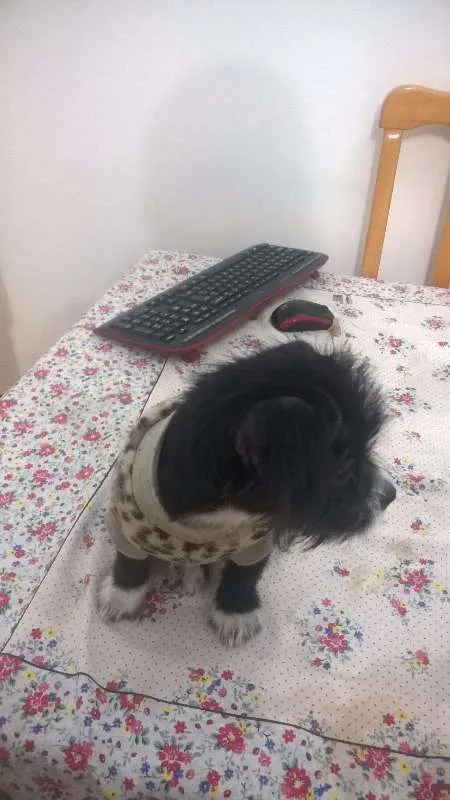 Cachorro ra a rsd idade 2 a 6 meses nome pandora
