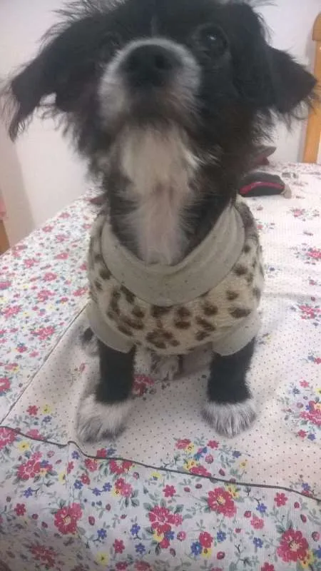 Cachorro ra a rsd idade 2 a 6 meses nome pandora
