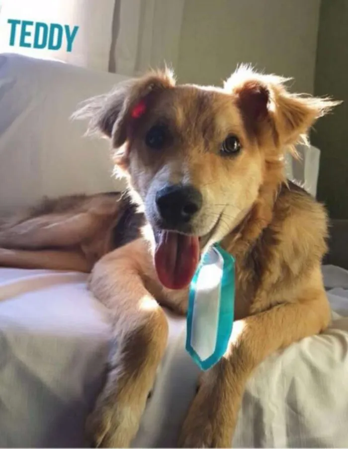 Cachorro ra a Sem raça definida idade 7 a 11 meses nome Teddy
