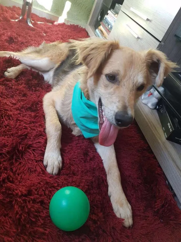 Cachorro ra a Sem raça definida idade 7 a 11 meses nome Teddy