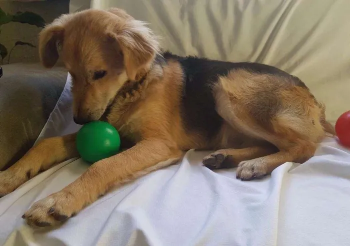 Cachorro ra a Sem raça definida idade 7 a 11 meses nome Teddy