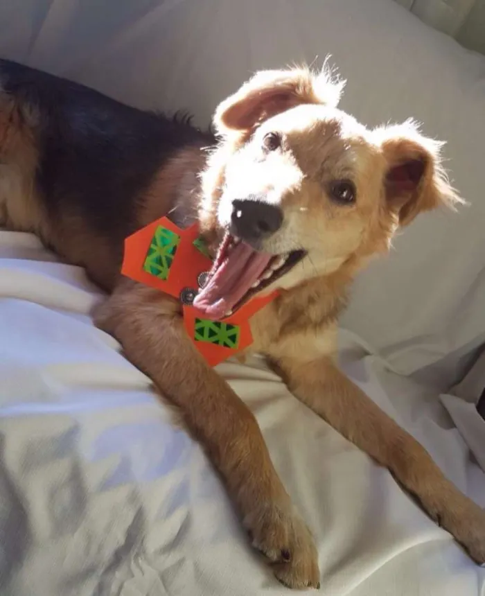 Cachorro ra a Sem raça definida idade 7 a 11 meses nome Teddy