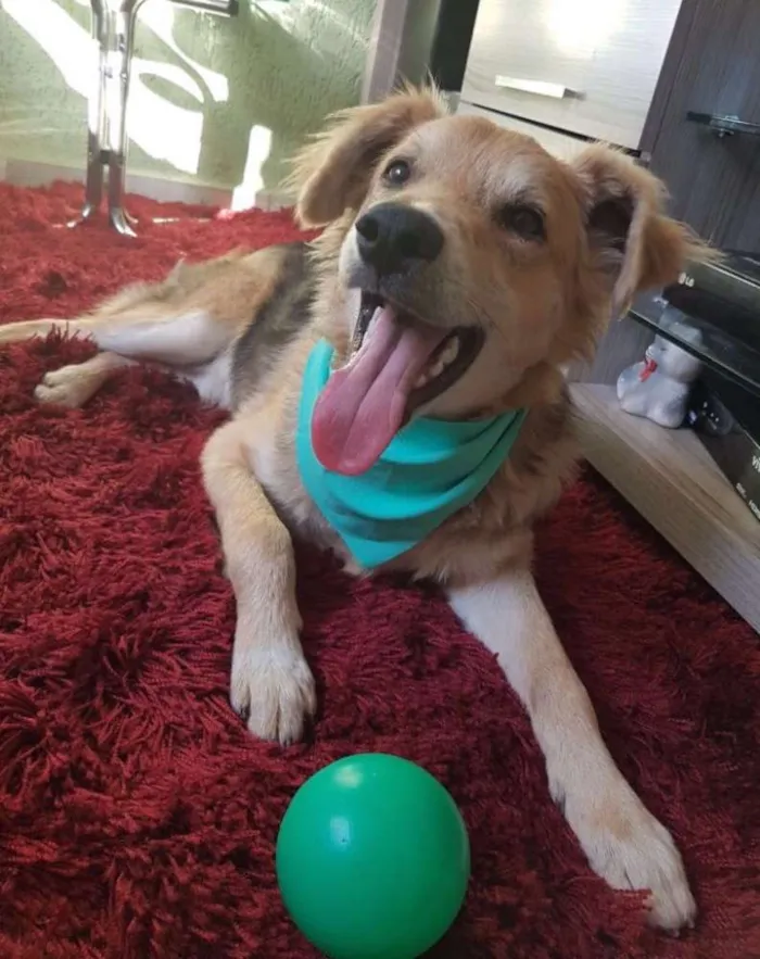Cachorro ra a Sem raça definida idade 7 a 11 meses nome Teddy