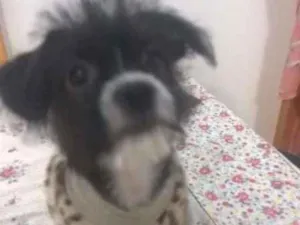 Cachorro raça rsd idade 2 a 6 meses nome pandora