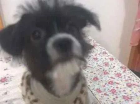 Cachorro ra a rsd idade 2 a 6 meses nome pandora