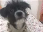 Cachorro raça rsd idade 2 a 6 meses nome pandora