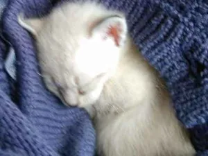 Gato raça srd idade Abaixo de 2 meses nome Tiquinha