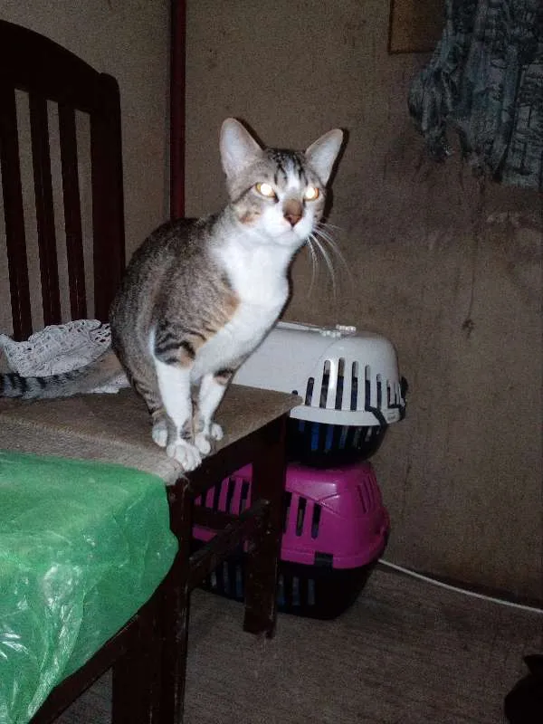 Gato ra a Indefinida idade 1 ano nome Nero