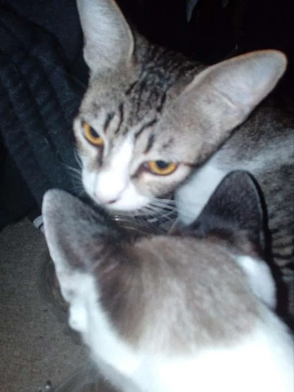 Gato ra a Indefinida idade 1 ano nome Isis