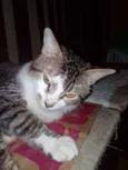 Luizinho
