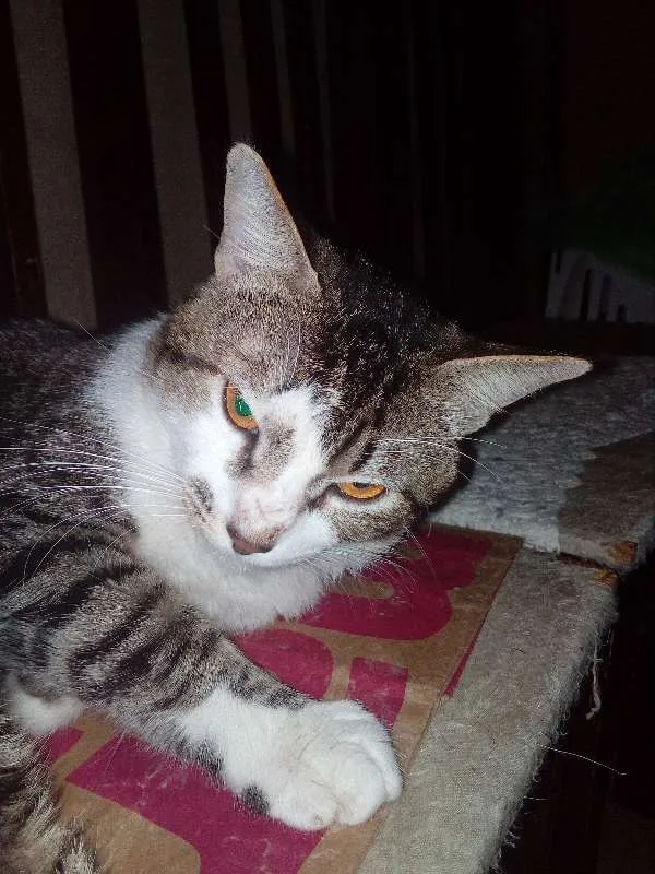 Gato ra a Indefinida idade 1 ano nome Luizinho