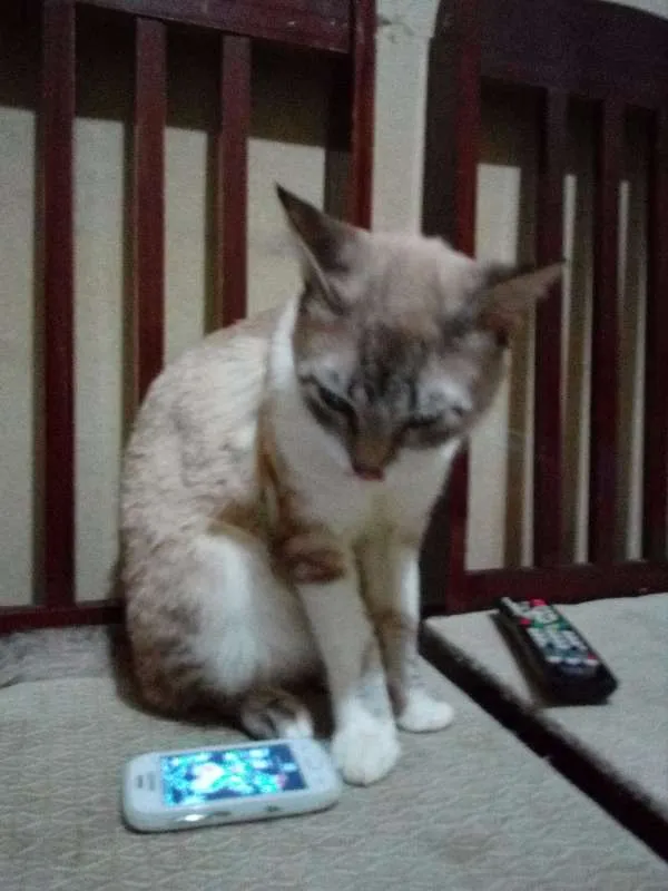 Gato ra a Indefinida idade 1 ano nome Mohamad