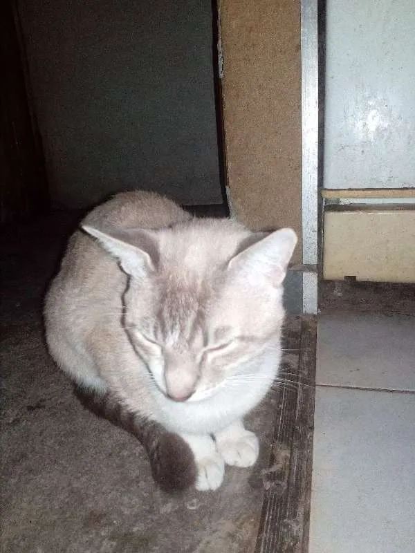 Gato ra a Indefinida idade 1 ano nome Saruman