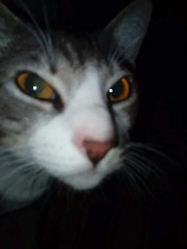 Gato ra a Indefinida idade 1 ano nome Zeus