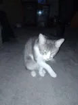 Zeus