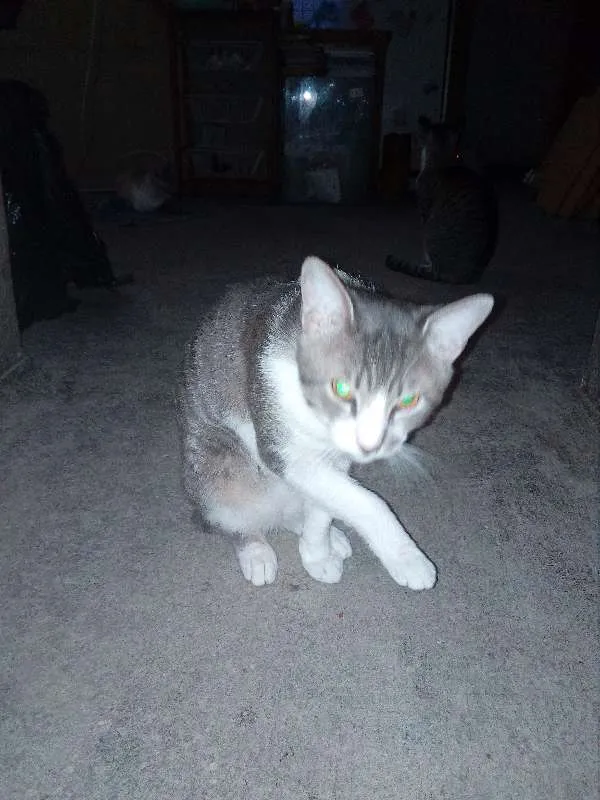 Gato ra a Indefinida idade 1 ano nome Zeus