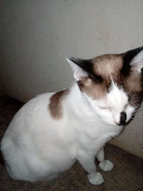 Gato raça Indefinida idade 2 anos nome Harume