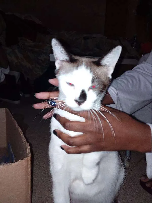 Gato raça Indefinida idade 2 anos nome Harume