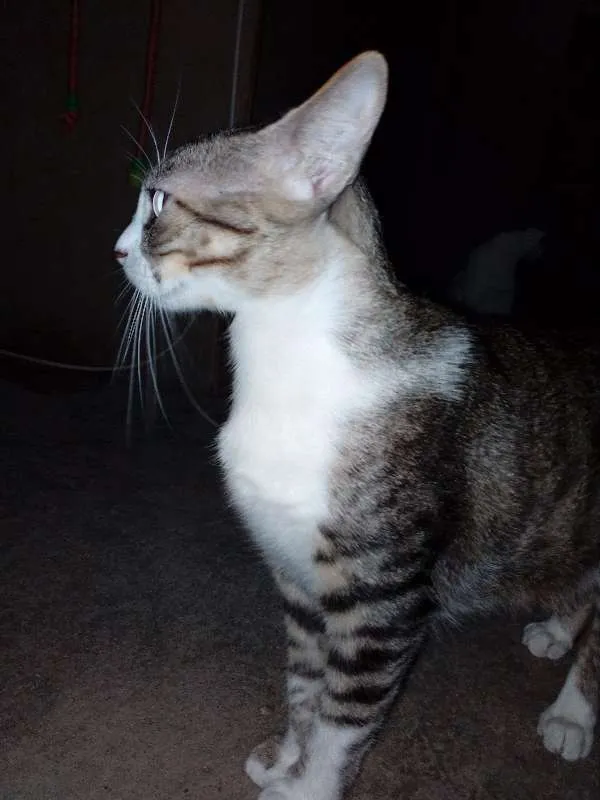 Gato ra a Indefinida idade 1 ano nome Isis