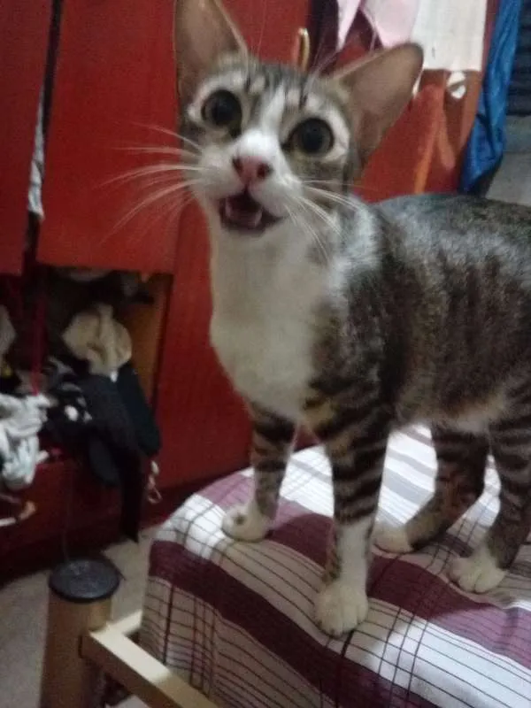Gato ra a Indefinida idade 1 ano nome Isis