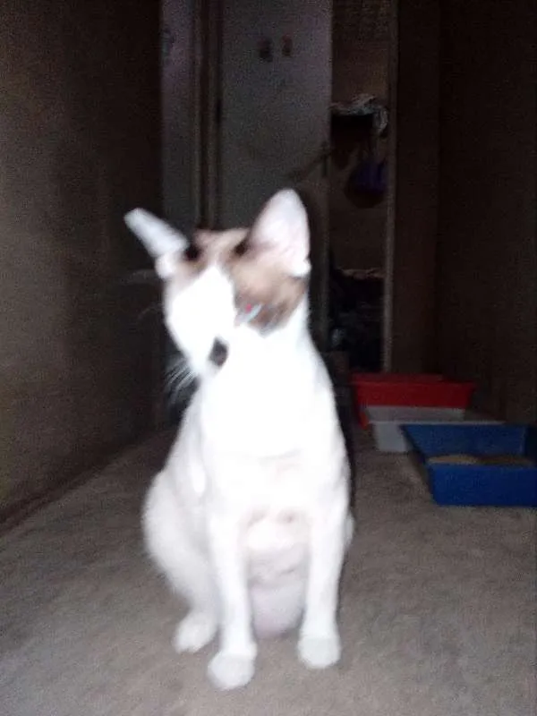 Gato raça Indefinida idade 2 anos nome Harume