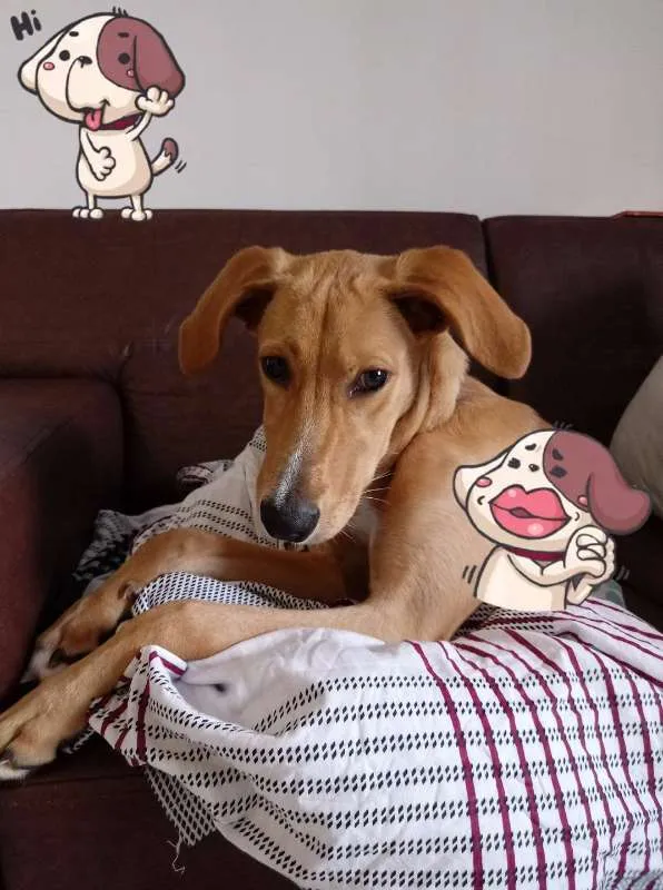 Cachorro ra a SRD idade 2 a 6 meses nome Benedita