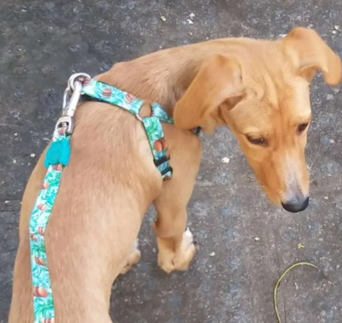 Cachorro ra a SRD idade 2 a 6 meses nome Benedita