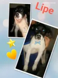 Lipe