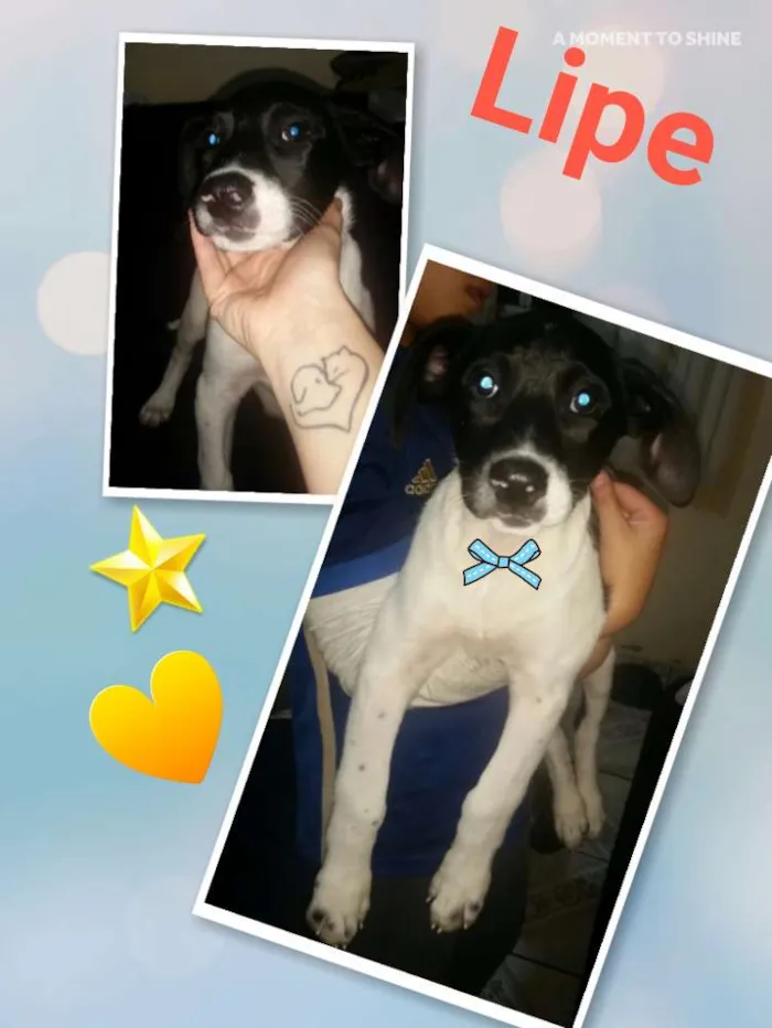 Cachorro ra a Srd  idade 2 a 6 meses nome Lipe
