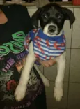 Lipe